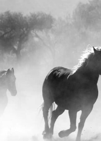 gauthierboxed.wpbromo.com