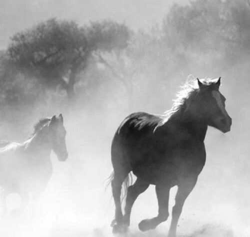 gauthierboxed.wpbromo.com